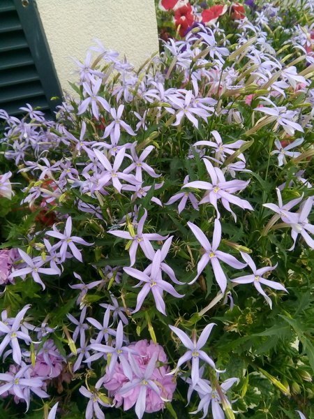Plant ID please?