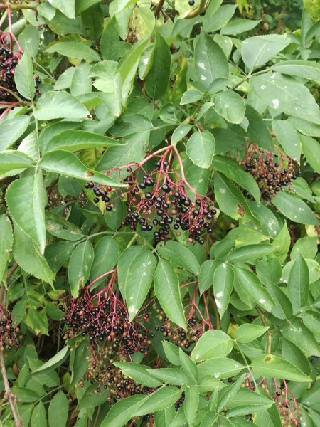 Help me identify...