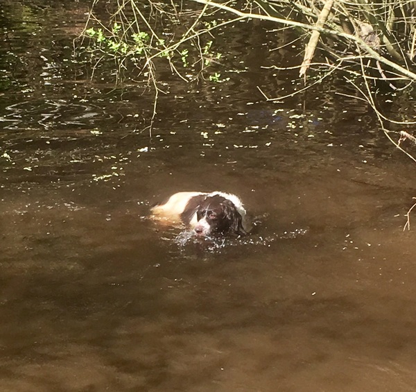 Springer spaniel owners