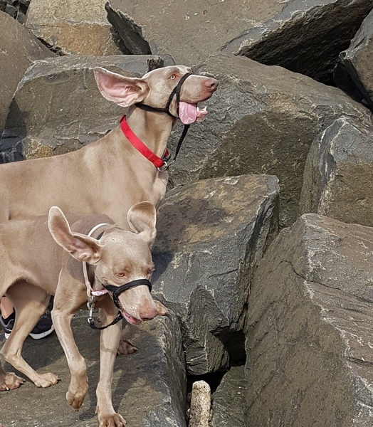 To think Mumsnet don’t approve of any dog?