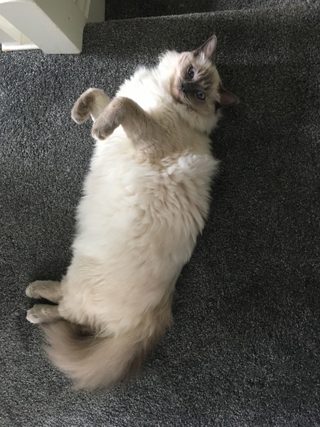 Kitten pic anyone?
