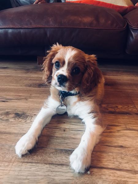 Is my dog the cutest??