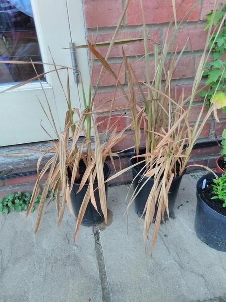 Will my crocosmia recover?