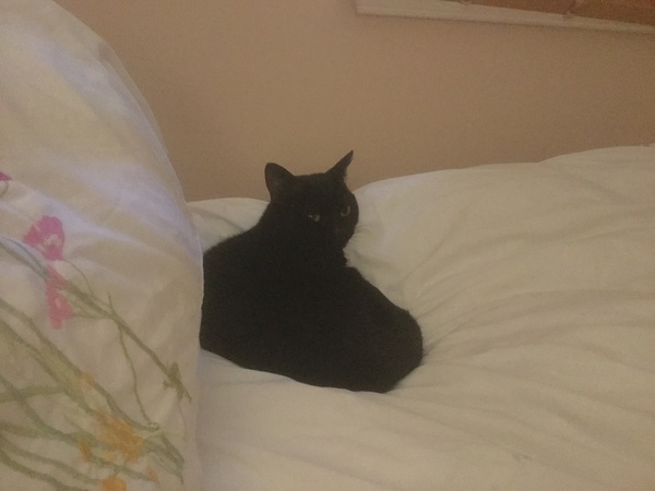Happy Black Cats Appreciation day!