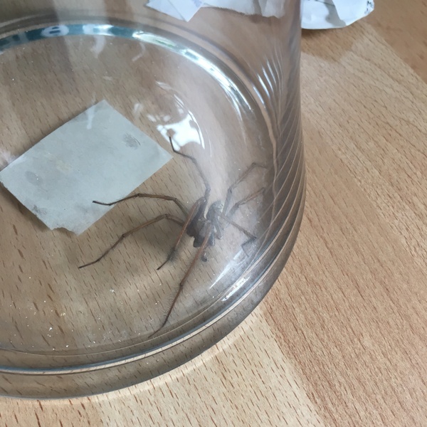 what do you do about spiders?
