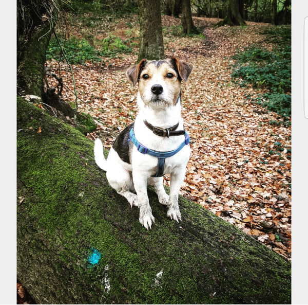 Share your best tips for Terrier owners
