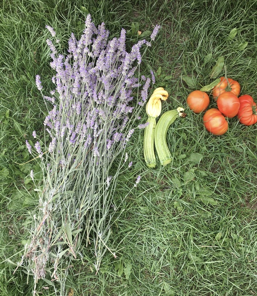Allotment/Veg Patch Thread 12! Plotmenters hoping for better weather