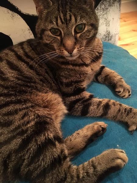 Tabby appreciation thread (with pics)