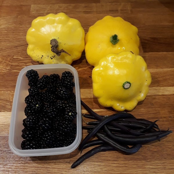 Allotment?Veg Patch Thread 13! Are we weathering the weather?