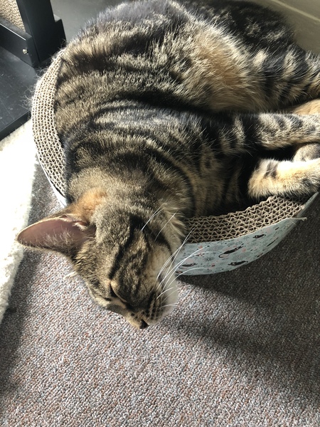 Tabby appreciation thread (with pics)