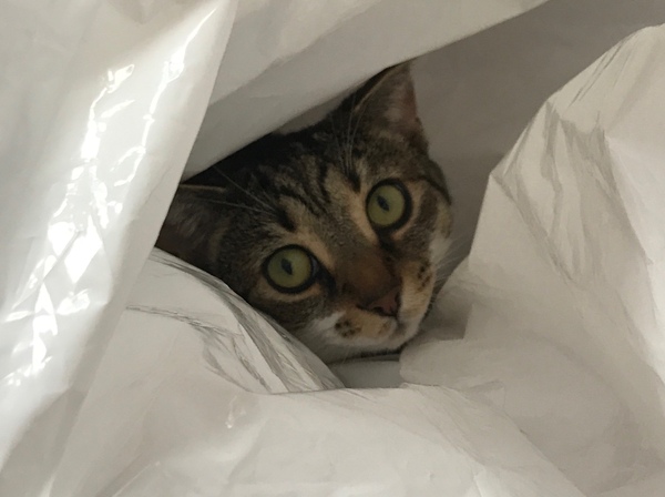 Tabby appreciation thread (with pics)