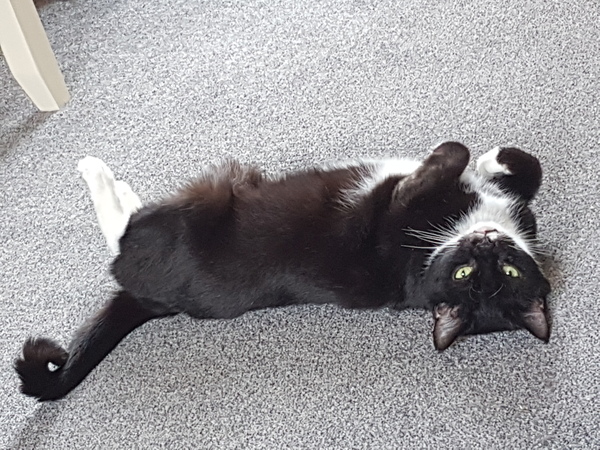 What's your DCat up to today? (Thread 7!)