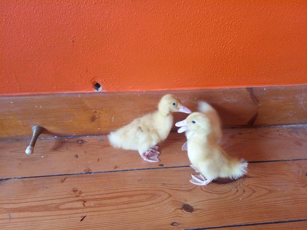 What's better than a duck?