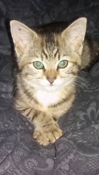 Tabby appreciation thread (with pics)