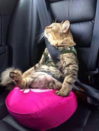 Think we need a bigger cat..... recommendations for a large family one?