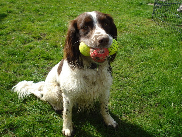 Springer spaniel owners
