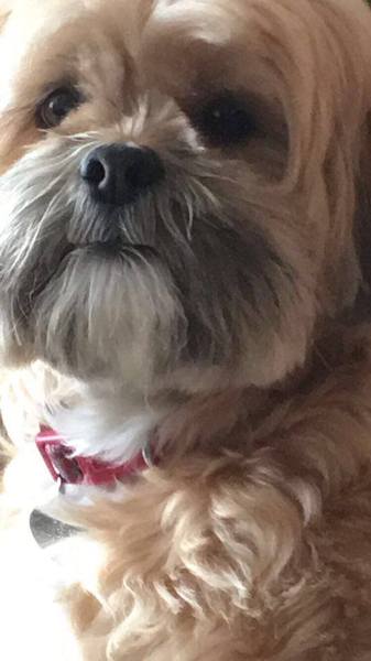 Aibu to get a puppy cavachon?