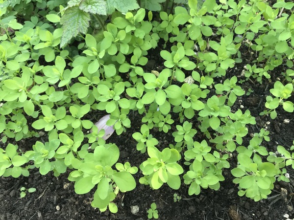 What are these seedlings? *photos*