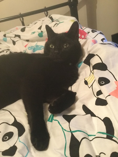 Happy International Cat Day!