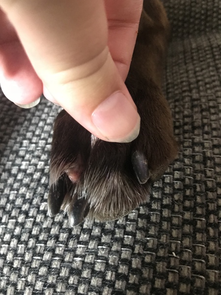 Do I need to go to the vets - photo attached