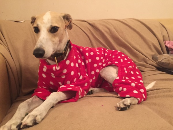Bed for new rescue lurcher?