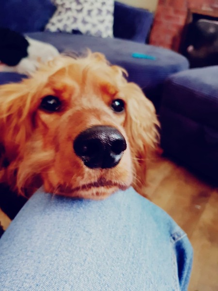 My sofa stinks of anal gland leakage! Save me!