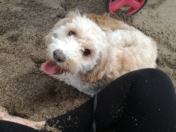 To ask on this dreary bank holiday Monday for your pet photos?