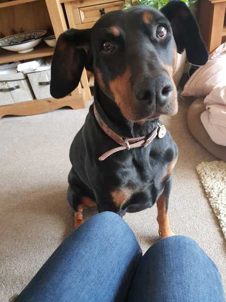 To ask on this dreary bank holiday Monday for your pet photos?