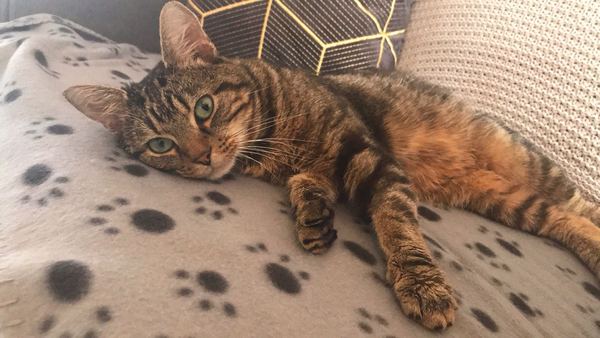Tabby appreciation thread (with pics)