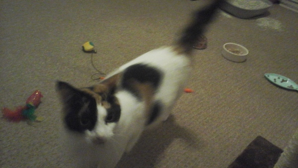 Getting A New Rescue Cat, Excited!