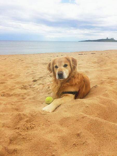 Calling all Golden Retriever owners....