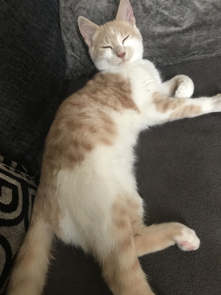 Names for cats