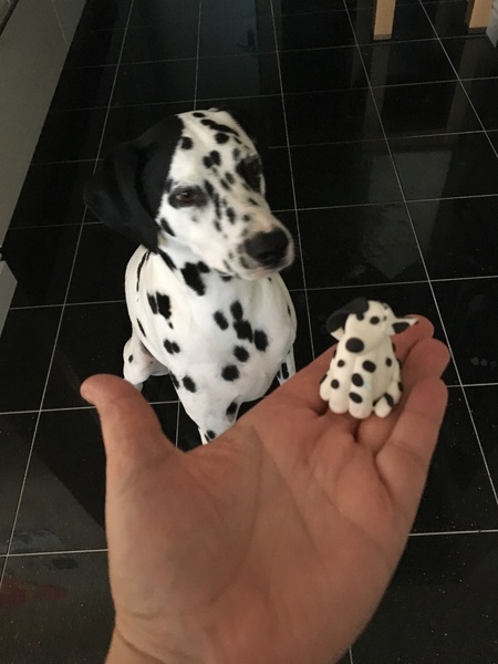 Please help, what are the vets & hospital not seeing?