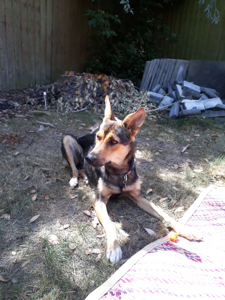 To think Mumsnet don’t approve of any dog?