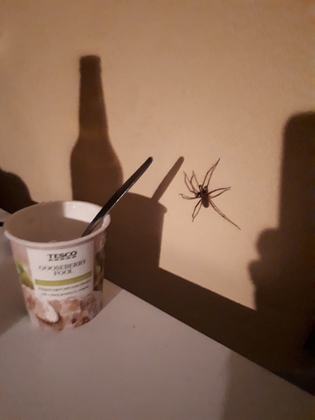 WTAF?! Trigger warning: spider pic
