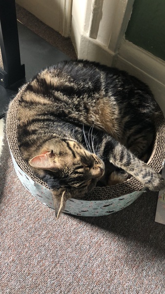 New cat is a disappointment.