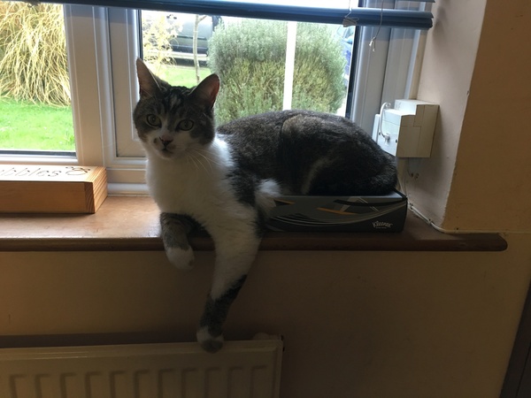 Tabby appreciation thread (with pics)