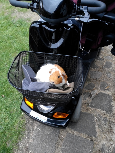 Adopting a pregnant guinea pig tomorrow!