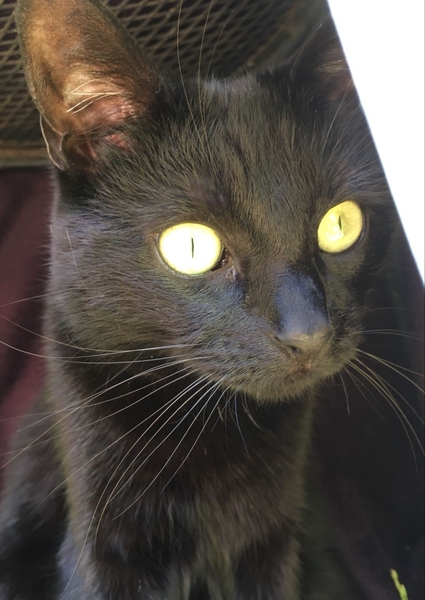 Happy Black Cats Appreciation day!