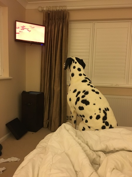 Please help, what are the vets & hospital not seeing?