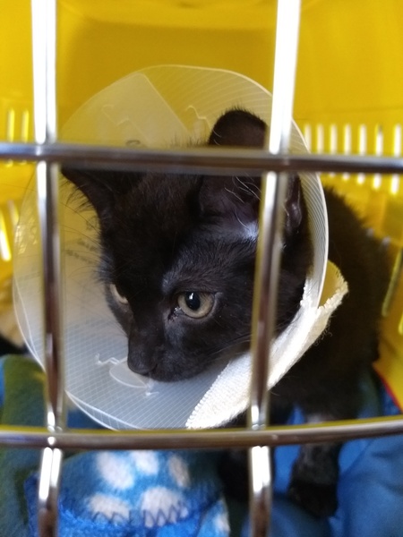 Happy Black Cats Appreciation day!