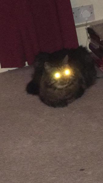 Tabby appreciation thread (with pics)