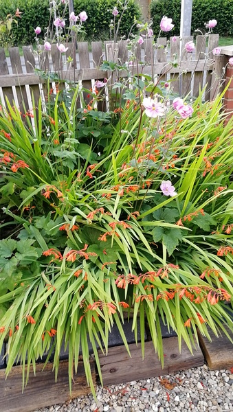 Tiny but extravagant garden