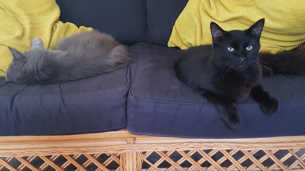 What's your DCat up to today? (Thread 7!)