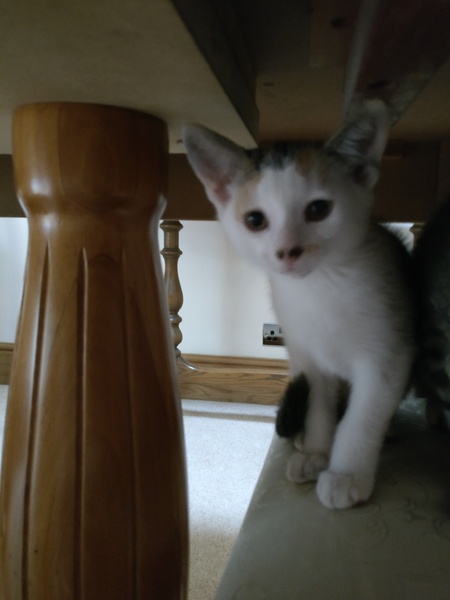 Name suggestions for this cutie