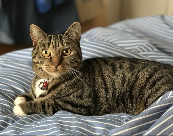 Tabby appreciation thread (with pics)
