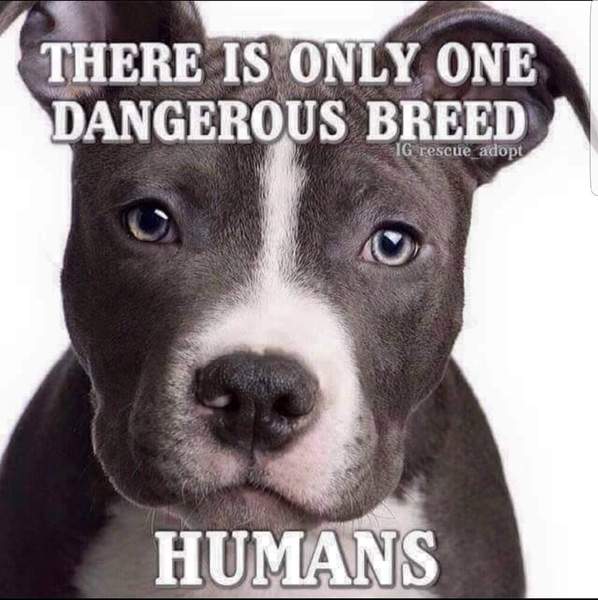 To think Mumsnet don’t approve of any dog?