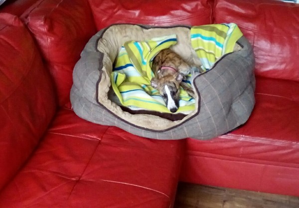 Keeping dog off sofa. Any genius ideas?