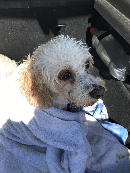 Aibu to get a puppy cavachon?
