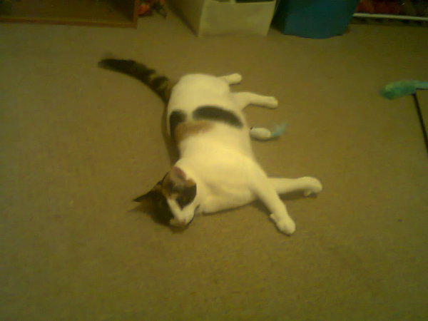 Getting A New Rescue Cat, Excited!